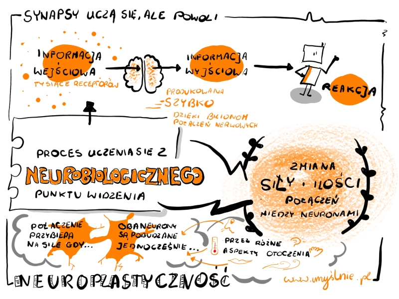 Jak Uczy Sie Mozg Neurobiologiczna Definicja Uczenia Sie Umyslnie